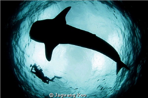 whale shark and diver by Jagwang Koo 
